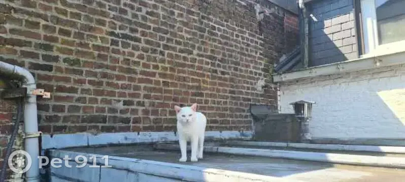 Chat blanc perdu à Halluin - photo