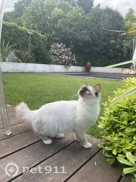 Chat Sacré de Birmanie Perdu - photo