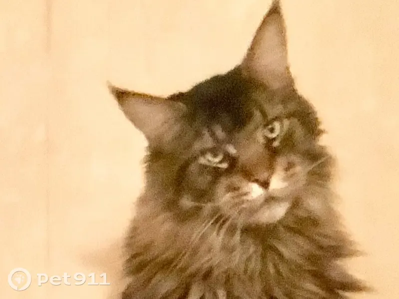 Chat tigré aux oreilles longues perdu - photo