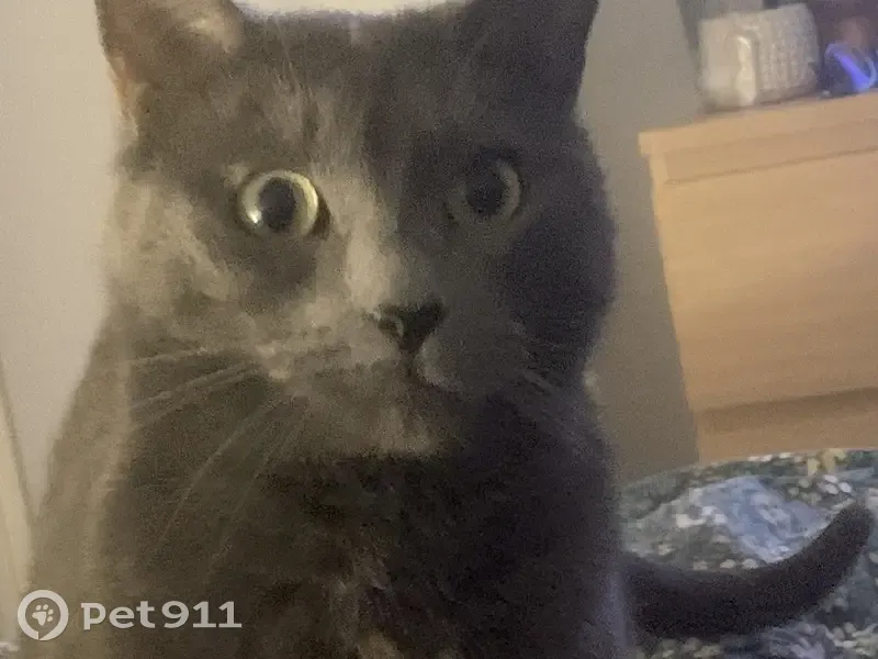 Chatte grise/roux perdue - 5 ans - photo