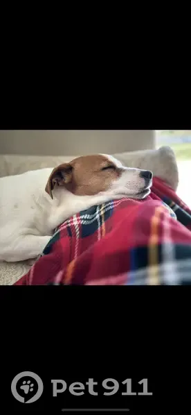 Chien Jack Russell perdu: Looping - photo