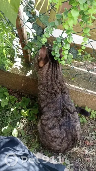 Chat tigré perdu à Vichy - photo
