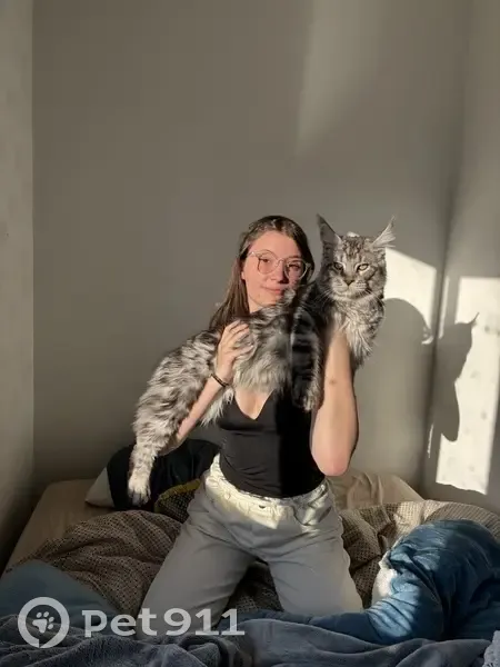 Chat gris tigré disparu à Angers - photo