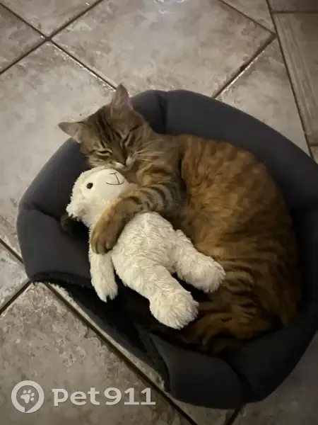 Chat Rocky tigré disparu à Thyez - photo