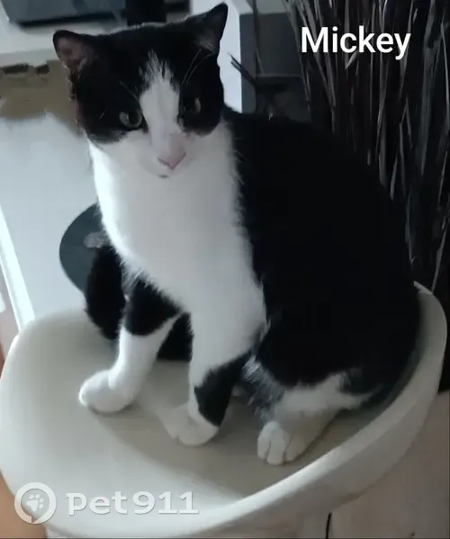 Chat noir/blanc disparu - Stérilisé - photo