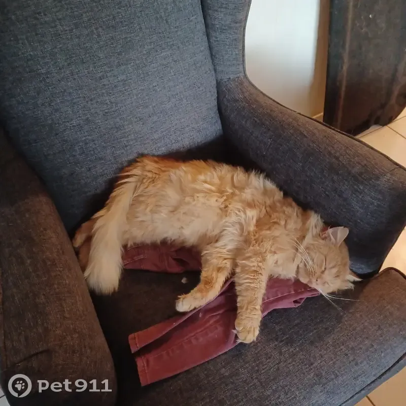 Chat roux Simba disparu à Bazougers - photo