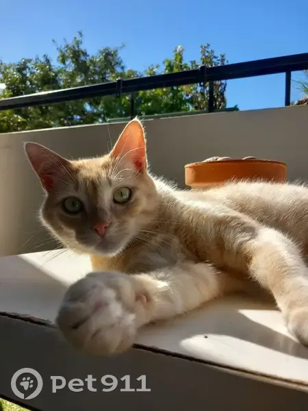Chatte crème disparue à Angers - photo