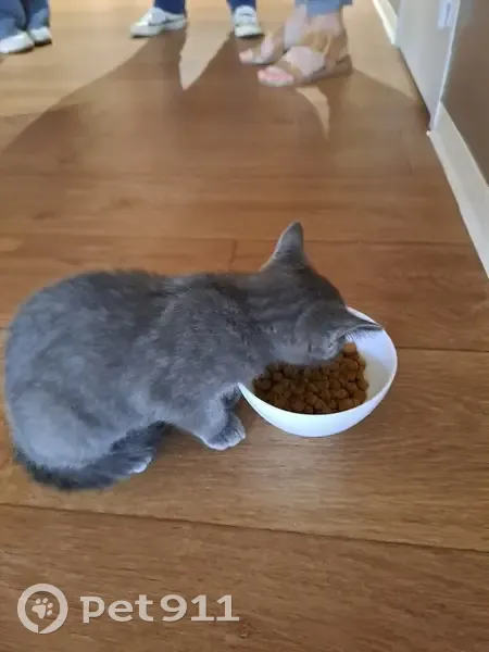 Chaton trouvé à l'EHPAD Bayles - photo