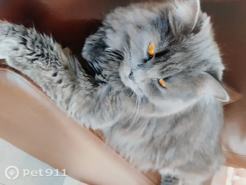 Chatte Bella grise disparue à Arleux - photo