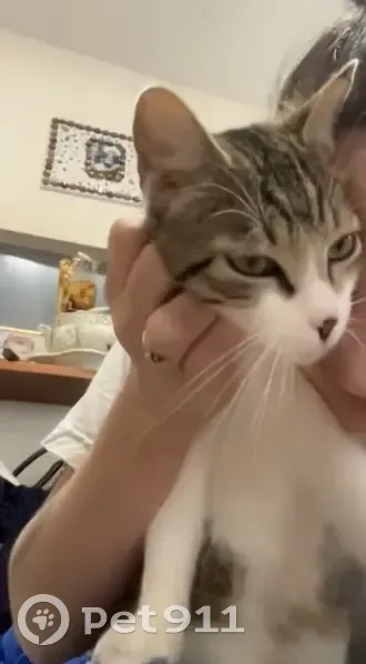 Recherche Chat Carapuce Perdu - photo