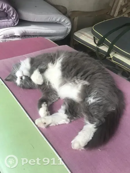 Chatte grise/blanche perdue à Horgues - photo