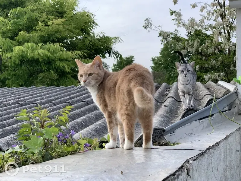 Chatte rousse disparue à Rochefort - photo