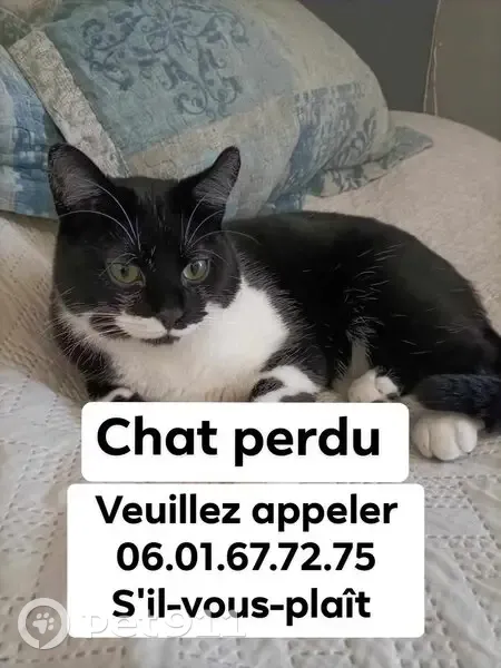 Chat disparu à Reims - 06.01.67.72.75 - photo