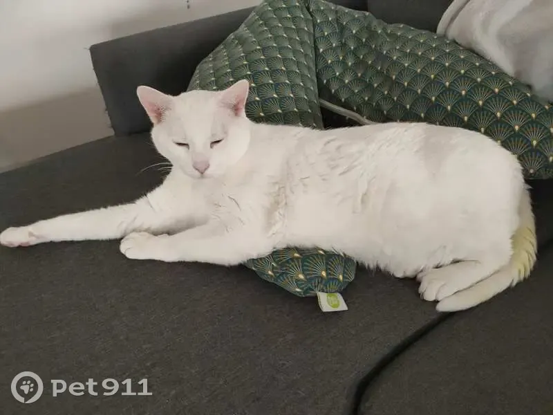 Chat perdu à Échillais - photo