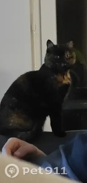 Avis de recherche: Chatte Luna - photo