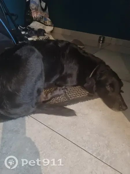 Chienne noire trouvée à Châtel-Guyon - photo