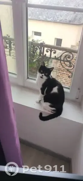 Chat noir et blanc perdu à Châteaugiron - photo