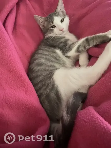 Perdu: Crousty, chaton blanc/gris - photo