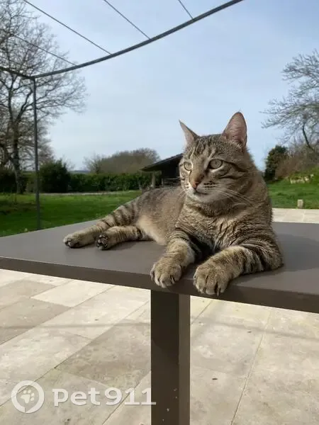 Chat tigré disparu à Pergain-Taillac - photo