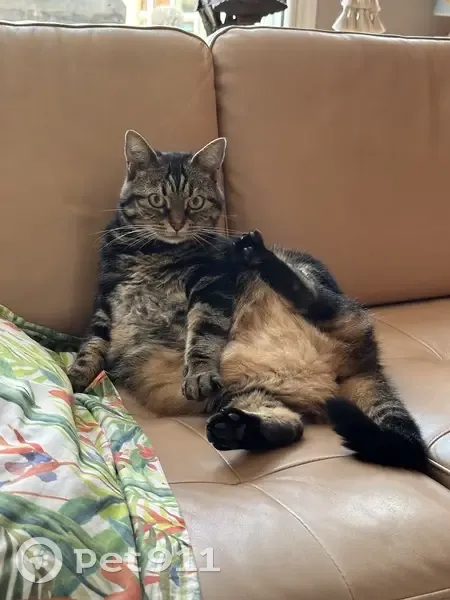 Eïko, chat tabby perdu à La Rochelle - photo