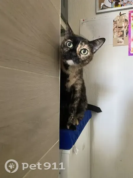 Chatte Zoé écaille disparue - Mérignac - photo