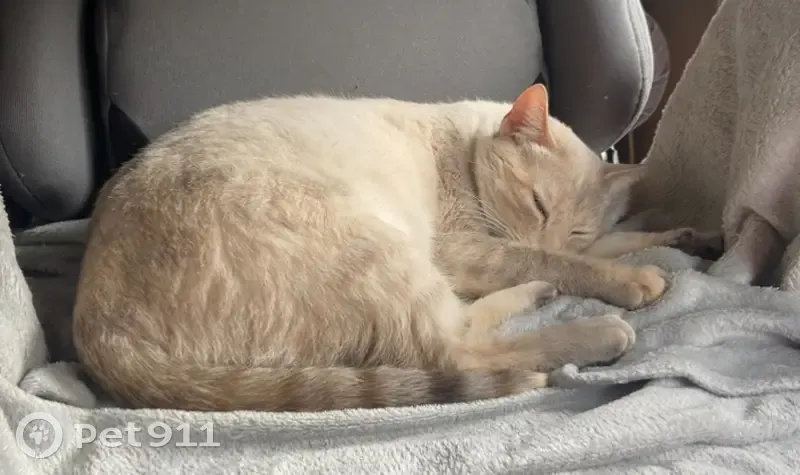 Chatte Nala perdue, Marcq-en-Barœul - photo