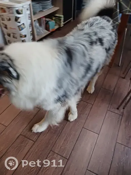 Chien trouvé: Berger Australien - photo