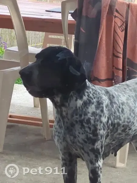 Chienne Braque trouvée à Linars - photo