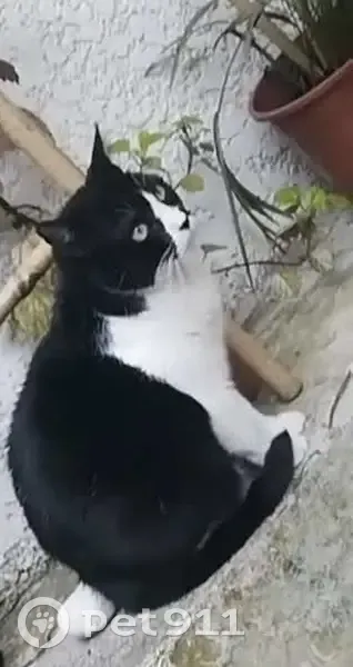 Dounette, chatte perdue à Mantes - photo