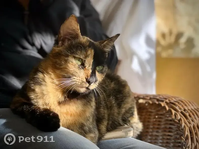 Chatte Écaille Perdue - Cénac 2868 - photo