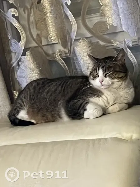 Sousou, chat perdu à Bron - photo