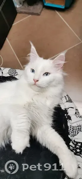 Perdu: Maine Coon blanc pucé - photo