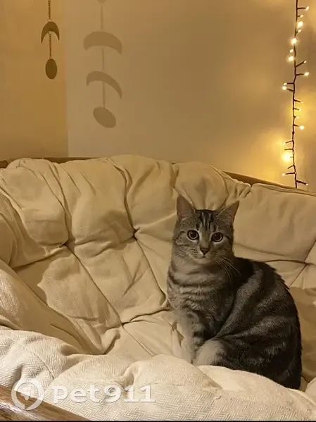 Chat Européen perdu à Beaugency - photo
