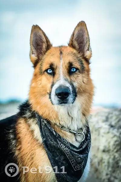 Chien Loki perdu à Alès - photo