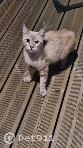 Chaton beige trouvé à Jonzac - photo