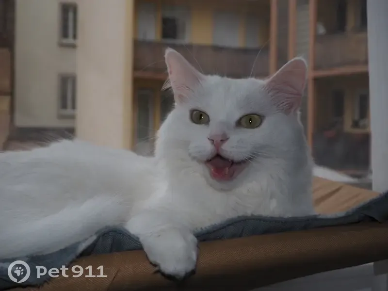 Chatte blanche disparue à Strasbourg - photo