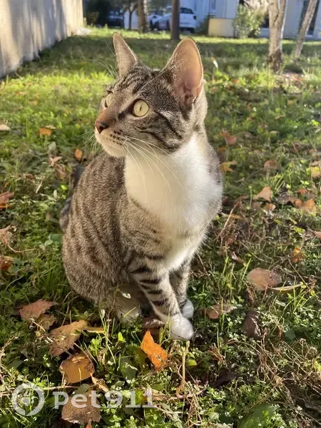 Chatte Grisette disparue à Lavaur - photo