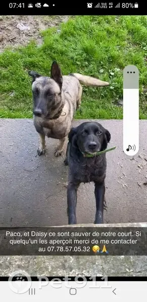 Chien épagneul disparu à Miraumont - photo