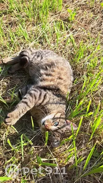 Chat tigré perdu à Vennans - photo