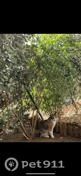 Chat perdu à Caluire-et-Cuire - photo