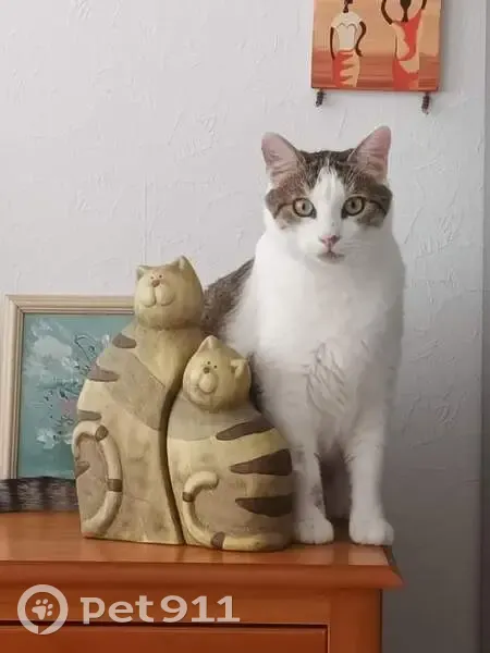 Chat tigré perdu près du Lion d'or - photo