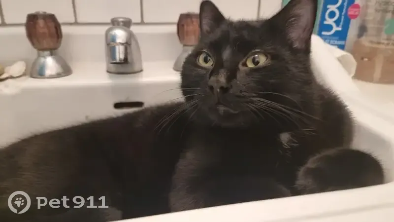 Chat Joy noir disparu à Orléans - photo