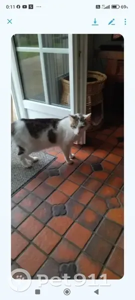 Chat tatoué errant cherche maître - photo