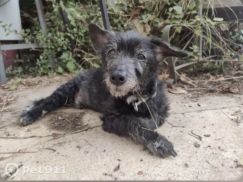 Chien trouvé à Sclos, Contes - photo