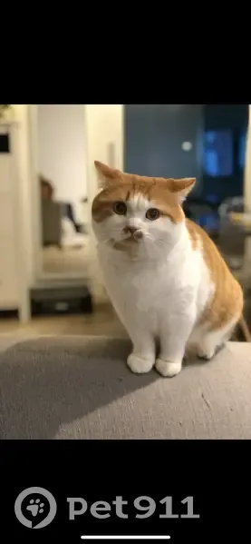 Chat Ibra perdu à Chambéry - photo
