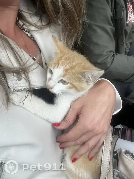 Chaton blanc/roux trouvé à Angers - photo