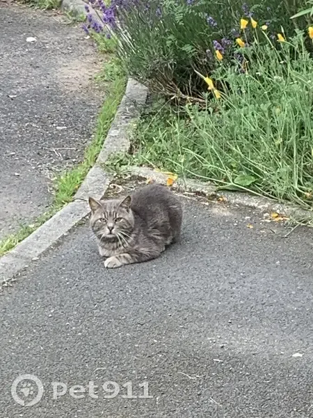 Chat gris perdu au Montet - photo