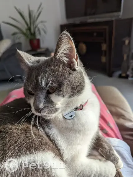 Chatte sociable disparue à Fréjus - photo