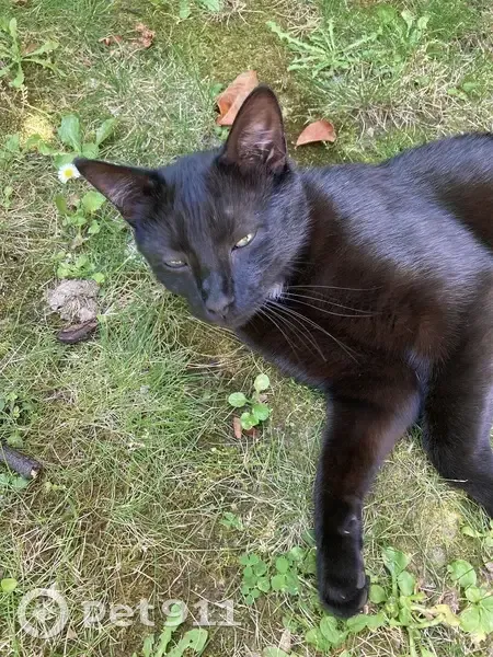Chat noir retrouvé Rue Mayer - photo