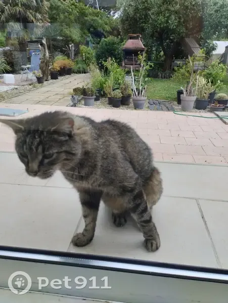 Chat tigré sociable trouvé à Marennes - photo
